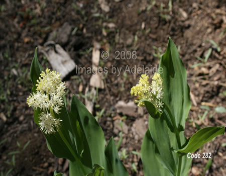 False Solomon's Seal